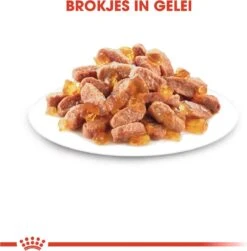 Royal Canin Kitten In Jelly - Kattenvoer - 1020 G -Kattenbenodigdheden 1183x1200