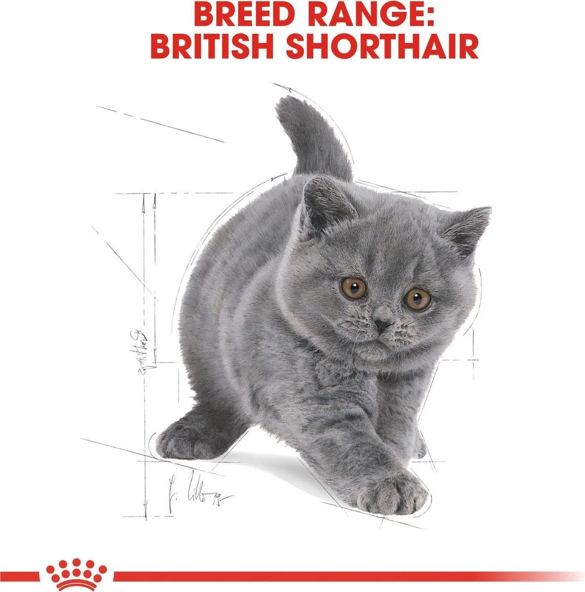 Royal Canin British Shorthair Kitten - 2 Kg 8 Royal Canin British Shorthair Kitten - 2 Kg - Afbeelding 6
