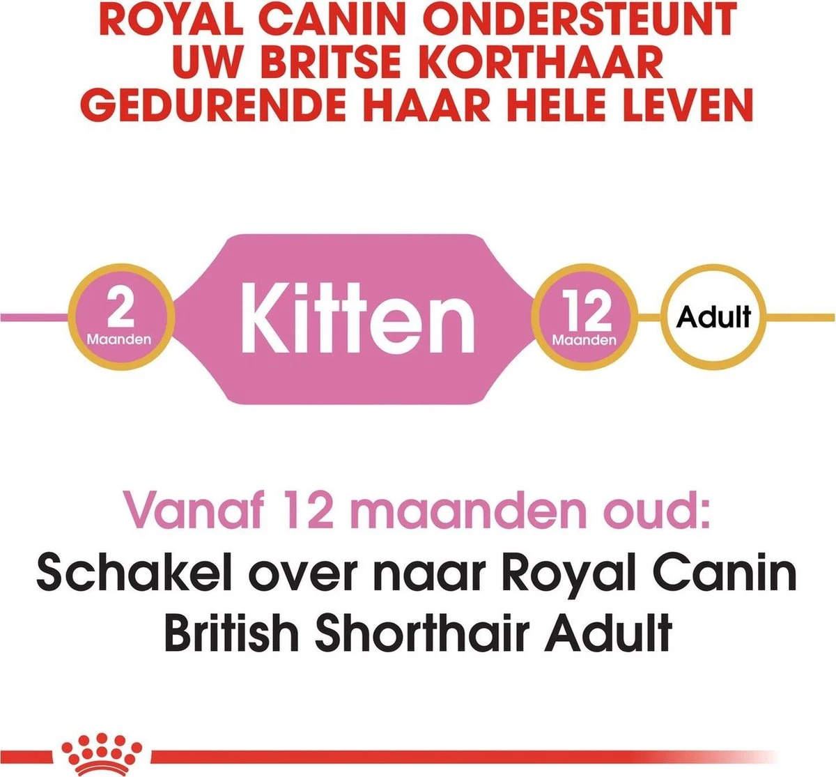Royal Canin British Shorthair Kitten - 2 Kg 11 Royal Canin British Shorthair Kitten - 2 Kg - Afbeelding 9