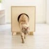 Catandwood Kattenhuis - Kattenbakcontainer - Kattenbak Ombouw - Hout -Kattenbenodigdheden 1200x1153 6