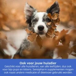 Sensipharm Omniderma Voor Kat, Hondje, Cavia, Konijn - Voedingssupplement Voor Huid En Vacht, Bij Jeuk, Eczeem & Hotspot - 90 Tabletten à 250 Mg 11 Sensipharm Omniderma Voor Kat, Hondje, Cavia, Konijn - Voedingssupplement Voor Huid En Vacht, Bij Jeuk, Eczeem & Hotspot - 90 Tabletten à 250 Mg -Kattenbenodigdheden 1200x1200 14