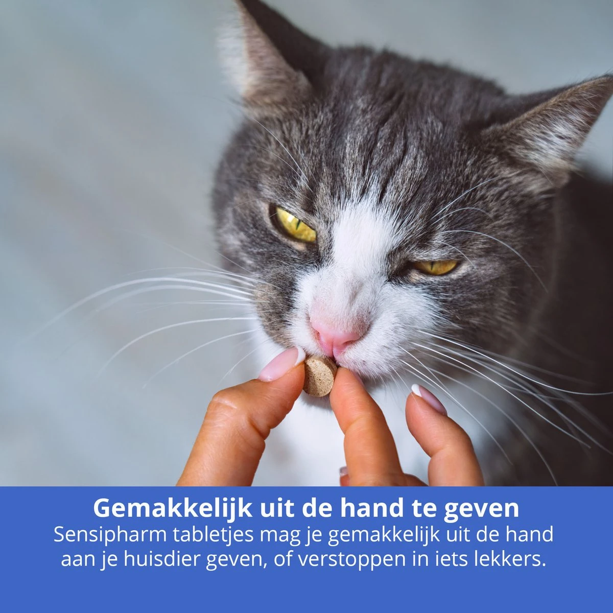 Sensipharm Omniderma Voor Kat, Hondje, Cavia, Konijn - Voedingssupplement Voor Huid En Vacht, Bij Jeuk, Eczeem & Hotspot - 90 Tabletten à 250 Mg 8 Sensipharm Omniderma Voor Kat, Hondje, Cavia, Konijn - Voedingssupplement Voor Huid En Vacht, Bij Jeuk, Eczeem & Hotspot - 90 Tabletten à 250 Mg - Afbeelding 6