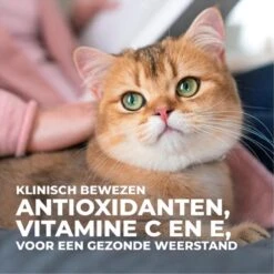 Hill's Feline Adult Kip - Kattenvoer - 7 Kg -Kattenbenodigdheden 1200x1200 171