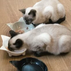 Navaris Voerbakjes Voor Katten - Set Van 3 Voer- En Waterbakken - Met Kattenkopjes Vorm - Antislip - Etensbakjes In Grijs, Wit En Zwart 12 Navaris Voerbakjes Voor Katten - Set Van 3 Voer- En Waterbakken - Met Kattenkopjes Vorm - Antislip - Etensbakjes In Grijs, Wit En Zwart -Kattenbenodigdheden 1200x1200 220