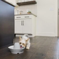 PetSafe® Streamside Ceramic Pet Fountain - Keramische Drinkfontein Voor Katten En Kleine Honden - Water Borrelt Zacht Over De Toren - Door Het Design Van Alle Kanten Bereikbaar - 1,8 Liter - PetSafe Streamside 15 PetSafe® Streamside Ceramic Pet Fountain - Keramische Drinkfontein Voor Katten En Kleine Honden - Water Borrelt Zacht Over De Toren - Door Het Design Van Alle Kanten Bereikbaar - 1,8 Liter - PetSafe Streamside -Kattenbenodigdheden 1200x1200 287