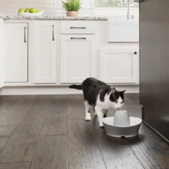 PetSafe® Streamside Ceramic Pet Fountain - Keramische Drinkfontein Voor Katten En Kleine Honden - Water Borrelt Zacht Over De Toren - Door Het Design Van Alle Kanten Bereikbaar - 1,8 Liter - PetSafe Streamside 16 PetSafe® Streamside Ceramic Pet Fountain - Keramische Drinkfontein Voor Katten En Kleine Honden - Water Borrelt Zacht Over De Toren - Door Het Design Van Alle Kanten Bereikbaar - 1,8 Liter - PetSafe Streamside -Kattenbenodigdheden 1200x1200 288