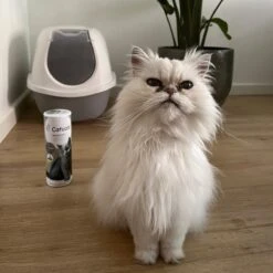 Catuals Kattenbakvulling Geurverdrijver - Neutraliseert Urinegeur Van Katten - Cotton Fresh - 500g 11 Catuals Kattenbakvulling Geurverdrijver - Neutraliseert Urinegeur Van Katten - Cotton Fresh - 500g -Kattenbenodigdheden 1200x1200 326