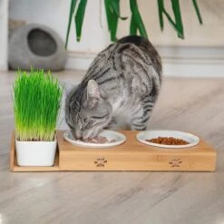 Pfotenolymp® Voederstation Met Kattengras Voor Katten - Porseleinen Kattenbak/Voedingsbak - Verhoogde Kom Set Met Kattengrasbak - Voerbak Hoog 13 Pfotenolymp® Voederstation Met Kattengras Voor Katten - Porseleinen Kattenbak/Voedingsbak - Verhoogde Kom Set Met Kattengrasbak - Voerbak Hoog -Kattenbenodigdheden 1200x1200 329