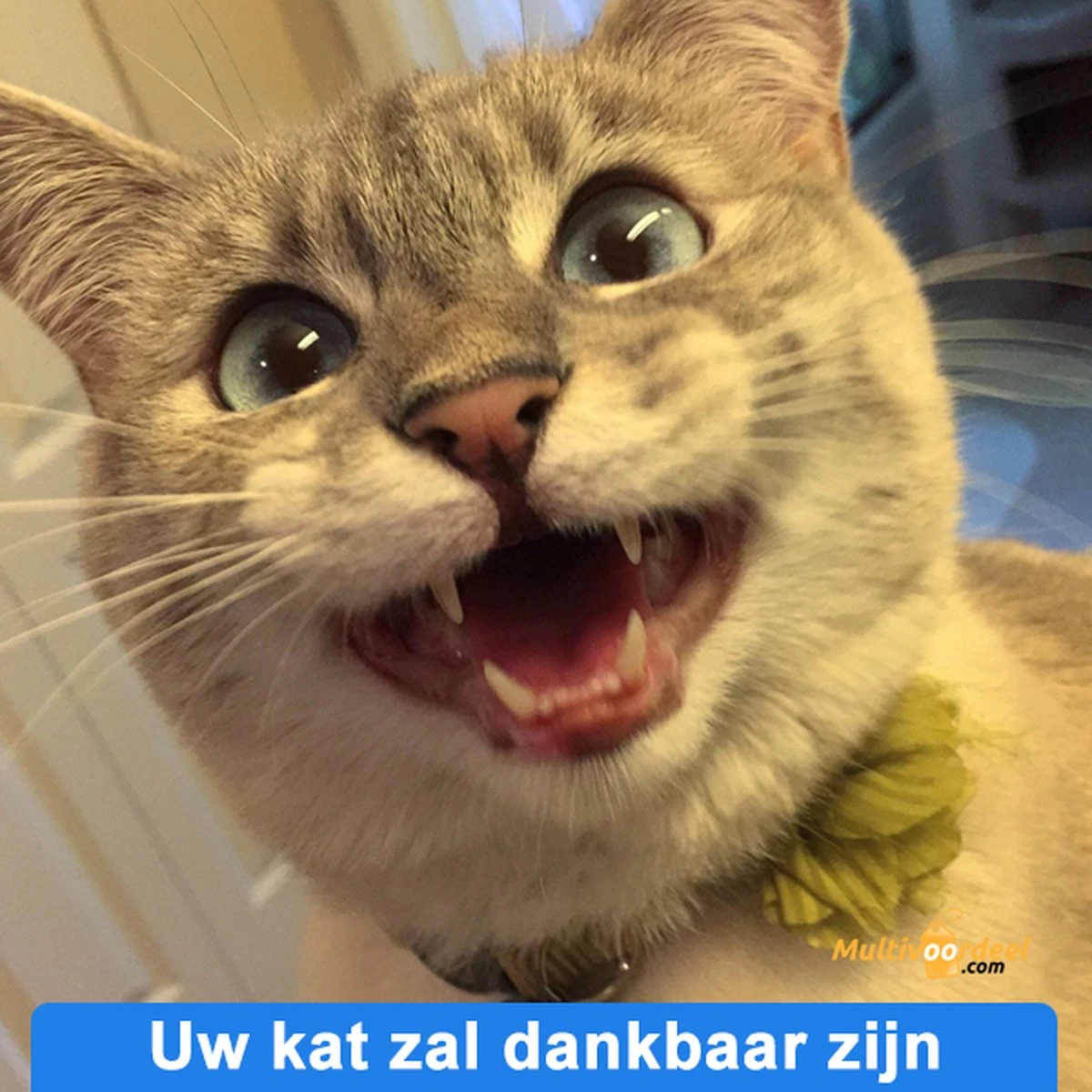 Anti-parasitaire Druppels Tegen Vlooien, Teken, Mijten En Luizen - Voor Katten Vanaf 12 Weken 6 Anti-parasitaire Druppels Tegen Vlooien, Teken, Mijten En Luizen - Voor Katten Vanaf 12 Weken - Afbeelding 4