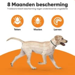 Nafurapets Vlooienband Voor Hond – Anti Vlooien – Teken Band – 100% Natuurlijk – 8 Maanden Bescherming – Grote & Kleine Hond -Kattenbenodigdheden 1200x1200 46