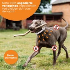 Nafurapets Vlooienband Voor Hond – Anti Vlooien – Teken Band – 100% Natuurlijk – 8 Maanden Bescherming – Grote & Kleine Hond -Kattenbenodigdheden 1200x1200 49