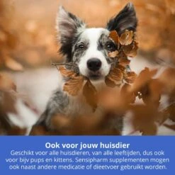 Sensipharm Urologist Aid Voor Kat, Hondje, Cavia, Konijn - Bij Blaasontsteking, Blaasgruis, Struviet, Oxalaat & Nierstenen - 90 Tabletten à 250 Mg 10 Sensipharm Urologist Aid Voor Kat, Hondje, Cavia, Konijn - Bij Blaasontsteking, Blaasgruis, Struviet, Oxalaat & Nierstenen - 90 Tabletten à 250 Mg -Kattenbenodigdheden 1200x1200 51