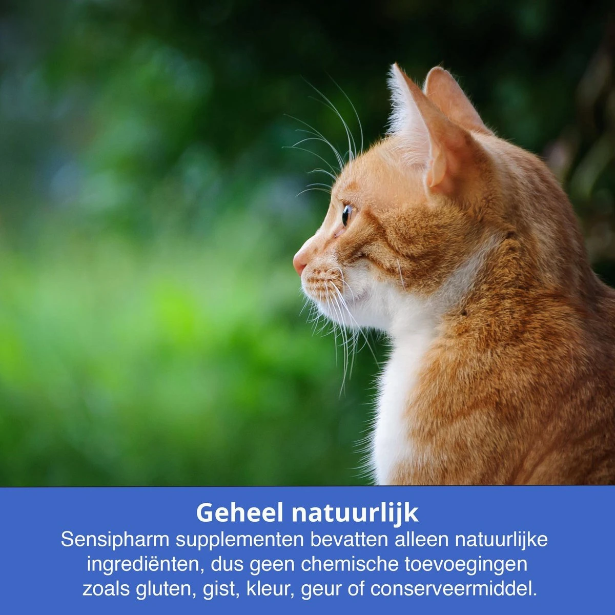 Sensipharm Urologist Aid Voor Kat, Hondje, Cavia, Konijn - Bij Blaasontsteking, Blaasgruis, Struviet, Oxalaat & Nierstenen - 90 Tabletten à 250 Mg 6 Sensipharm Urologist Aid Voor Kat, Hondje, Cavia, Konijn - Bij Blaasontsteking, Blaasgruis, Struviet, Oxalaat & Nierstenen - 90 Tabletten à 250 Mg - Afbeelding 4