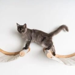 RHRQuality Wandmeubel Wandmontage Klimmuur Kat 53 X 43cm Luxe Hangmat XXL Creme Klim Wand Muur Krabpaal Katten Muurbevestiging -Kattenbenodigdheden 1200x1200 700