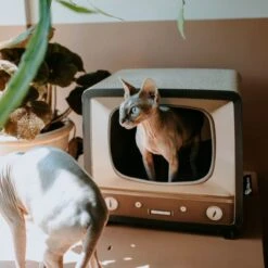District 70 TELLY - Retro TV Krabmeubel - Instagrammable Kartonnen TV Voor Katten - 39 X 27 X 37 Cm -Kattenbenodigdheden 1200x1200 745