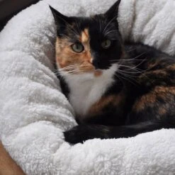 All For Paws Donut Bed – Kattenmand – Biedt Warmte En Comfort Voor Katten Of Kleine Honden – Ø 45cm – Beige – Wasbaar Met De Hand 11 All For Paws Donut Bed – Kattenmand – Biedt Warmte En Comfort Voor Katten Of Kleine Honden – Ø 45cm – Beige – Wasbaar Met De Hand -Kattenbenodigdheden 1200x1200 769