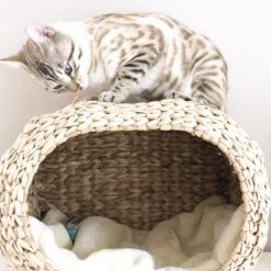 Ebi Radiator Sunrise Kattenmand - Incl. Kussen - Beige - 45 X 30 X 30 Cm -Kattenbenodigdheden 1200x1200 818