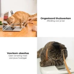 Pettadore - Laser Kattenspeeltjes - Smart Met Autoplay En Handmatig Via App 21 Pettadore - Laser Kattenspeeltjes - Smart Met Autoplay En Handmatig Via App -Kattenbenodigdheden 1200x1200 906