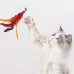 Merkloos Kattenhengel Met 10 Opzetstukjes - Kat Speelhengel Met Veren - Speelgoed Hengel Voor Katten – Kittenspeeltjes Met Veer – Kattenspeelgoed – Katten Speeltjes 12 Merkloos Kattenhengel Met 10 Opzetstukjes - Kat Speelhengel Met Veren - Speelgoed Hengel Voor Katten – Kittenspeeltjes Met Veer – Kattenspeelgoed – Katten Speeltjes -Kattenbenodigdheden 1200x1200 915