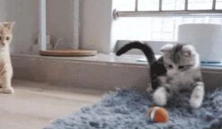 Cheerble Mini Ball 2.0 - Slimme Interactieve Zelf Rollende Bal Voor Katten - 3 Speelmodi - Kattenspeeltjes - USB Oplaadbaar - Rood 24 Cheerble Mini Ball 2.0 - Slimme Interactieve Zelf Rollende Bal Voor Katten - 3 Speelmodi - Kattenspeeltjes - USB Oplaadbaar - Rood -Kattenbenodigdheden 1200x701 2