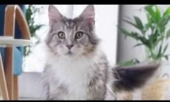 Purina ONE Urinary Care - Kip - Kattenvoer - 800 G -Kattenbenodigdheden 1200x720 1