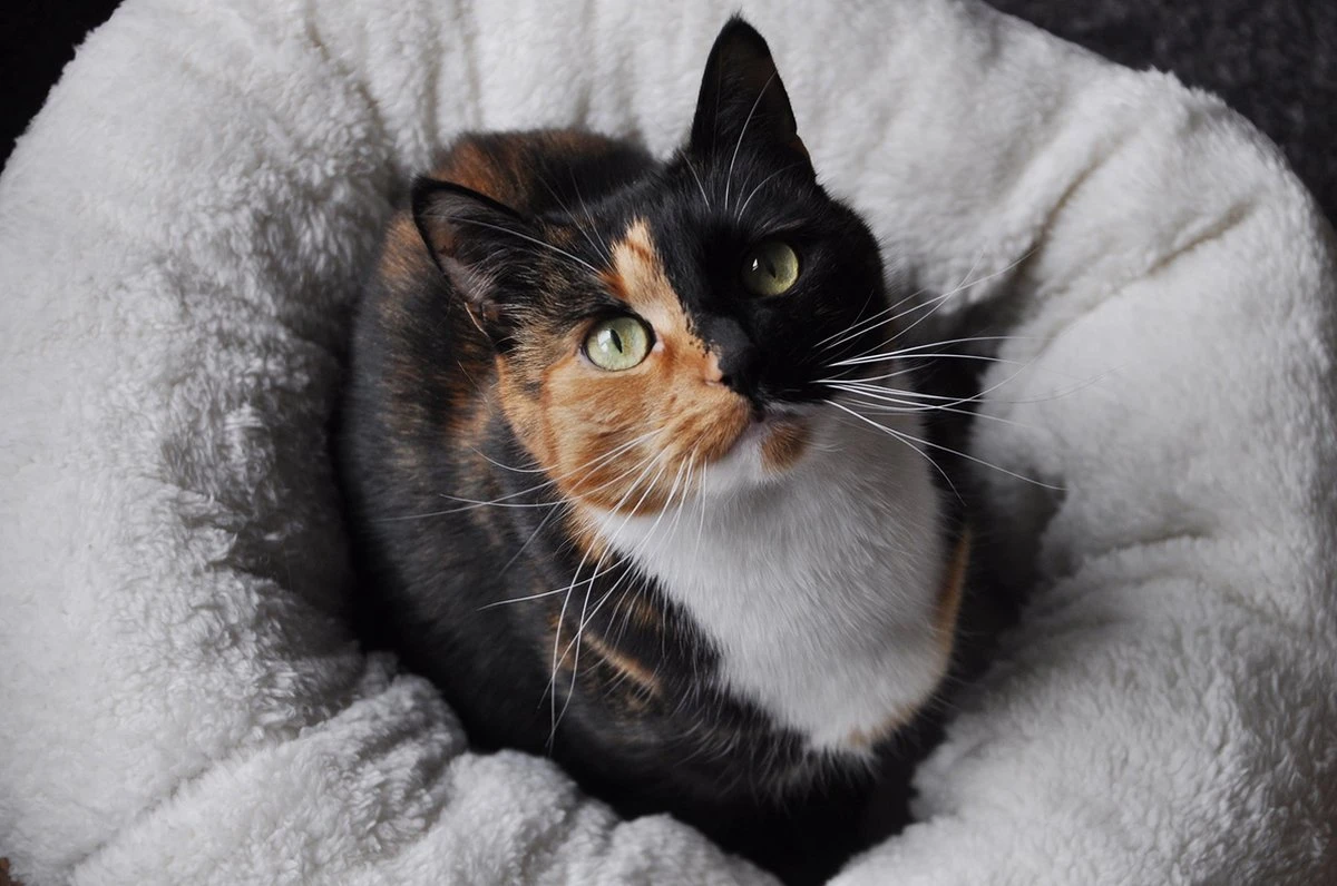 All For Paws Donut Bed – Kattenmand – Biedt Warmte En Comfort Voor Katten Of Kleine Honden – Ø 45cm – Beige – Wasbaar Met De Hand 5 All For Paws Donut Bed – Kattenmand – Biedt Warmte En Comfort Voor Katten Of Kleine Honden – Ø 45cm – Beige – Wasbaar Met De Hand - Afbeelding 3