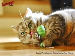 Yeowww! Stinkies Sardientje - Rood Met Sterren - 7.5 Cm - Catnip Kattenkruid ( Kattenspeeltjes ) 7 Yeowww! Stinkies Sardientje - Rood Met Sterren - 7.5 Cm - Catnip Kattenkruid ( Kattenspeeltjes ) -Kattenbenodigdheden 1200x899 5