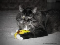 Yeowww! Chicata Banana - Speeltje Voor Katten Met Kattenkruid - De Meest Krachtige Catnip Ter Wereld – Onweerstaanbaar – Katoen – 17.7 Cm - Geel -Kattenbenodigdheden 1200x900 13