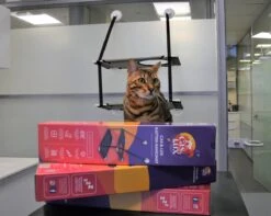 Cas & Lux Relaxerende Hangmat Voor Katten - Inclusief 2 Niveau's Met Sterke 30kg Draagkracht - Kattenhangmat - Kattenhangmat Raam – Kattenmand - Kattenhuis - Kattenkussen - Hangmat Kat - Kattenbed -Kattenbenodigdheden 1200x959 3