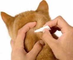 Bayer Bolfo Gold 40 Anti Vlooienmiddel - Kat - 0 Tot 4 Kg - 4 Pipetten 23 Bayer Bolfo Gold 40 Anti Vlooienmiddel - Kat - 0 Tot 4 Kg - 4 Pipetten -Kattenbenodigdheden 1200x987 2