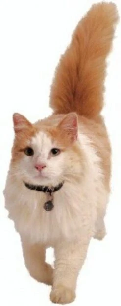 Petsafe 980 Kattenluik Magneetsleutel - Zilver -Kattenbenodigdheden 478x1200