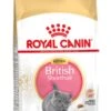 Royal Canin British Shorthair Kitten - 2 Kg -Kattenbenodigdheden 729x1200 3