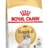 Royal Canin Ragdoll Adult - Kattenvoer - 10 Kg -Kattenbenodigdheden 729x1200 5