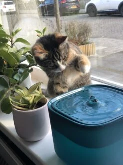 No Logo - 3L - Drinkfontein Voor Huisdieren, Water Fontein - Waterdispenser - Waterautomaat Drinkbakken 3L Voor Huisdieren Katten - Honden - Konijnen - Goud - Groen - Kattenfontein - Fontein - Drink - Bak - Drinkbak - Hond - Konijn - Kat - 2l - 1l - -Kattenbenodigdheden 899x1200 4