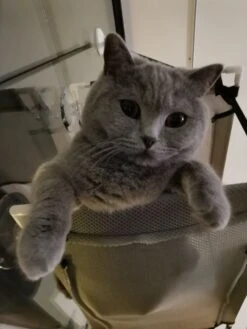 Cas & Lux Relaxerende Hangmat Voor Katten - Inclusief 2 Niveau's Met Sterke 30kg Draagkracht - Kattenhangmat - Kattenhangmat Raam – Kattenmand - Kattenhuis - Kattenkussen - Hangmat Kat - Kattenbed -Kattenbenodigdheden 900x1200 11