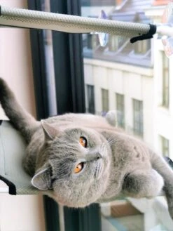 Cas & Lux Relaxerende Hangmat Voor Katten - Inclusief 2 Niveau's Met Sterke 30kg Draagkracht - Kattenhangmat - Kattenhangmat Raam – Kattenmand - Kattenhuis - Kattenkussen - Hangmat Kat - Kattenbed -Kattenbenodigdheden 900x1200 12