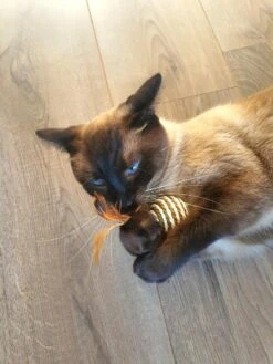 Make Life Beautiful® - Kattenspeeltjes Set - 7-delig - Kattenspeelgoed - Kattenhengel - Speelmuisjes - Kattenspeelgoed Set -Kattenbenodigdheden 900x1200 31