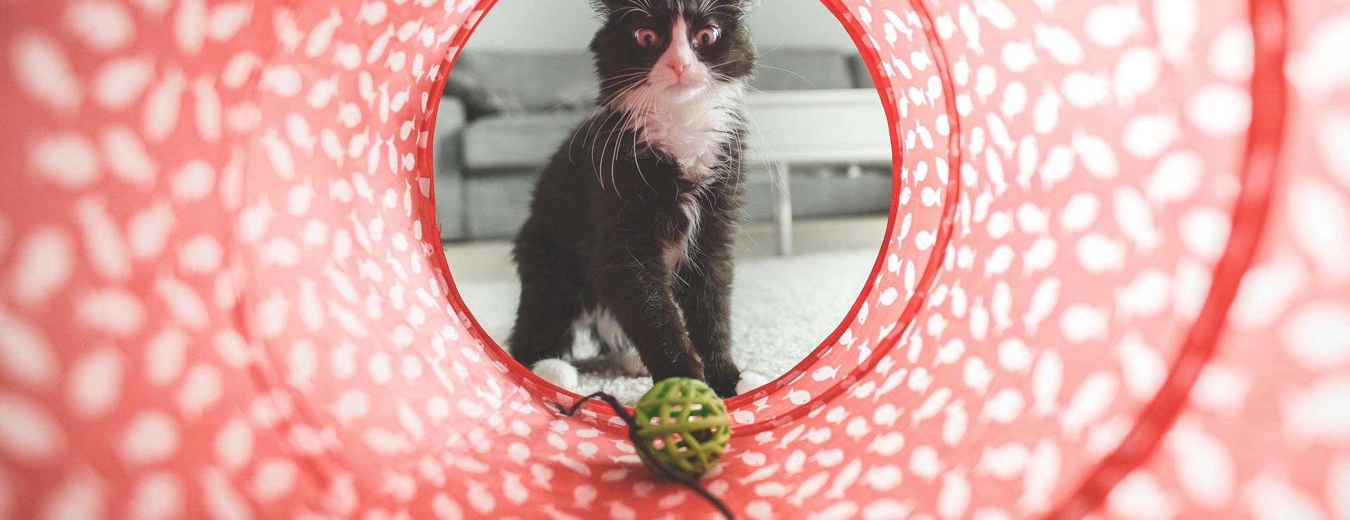 Voorkant -Kattenbenodigdheden cat 932846 1920